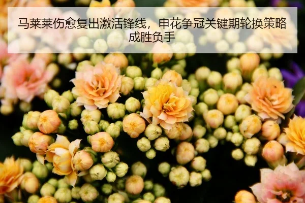 马莱莱伤愈复出激活锋线，申花争冠关键期轮换策略成胜负手